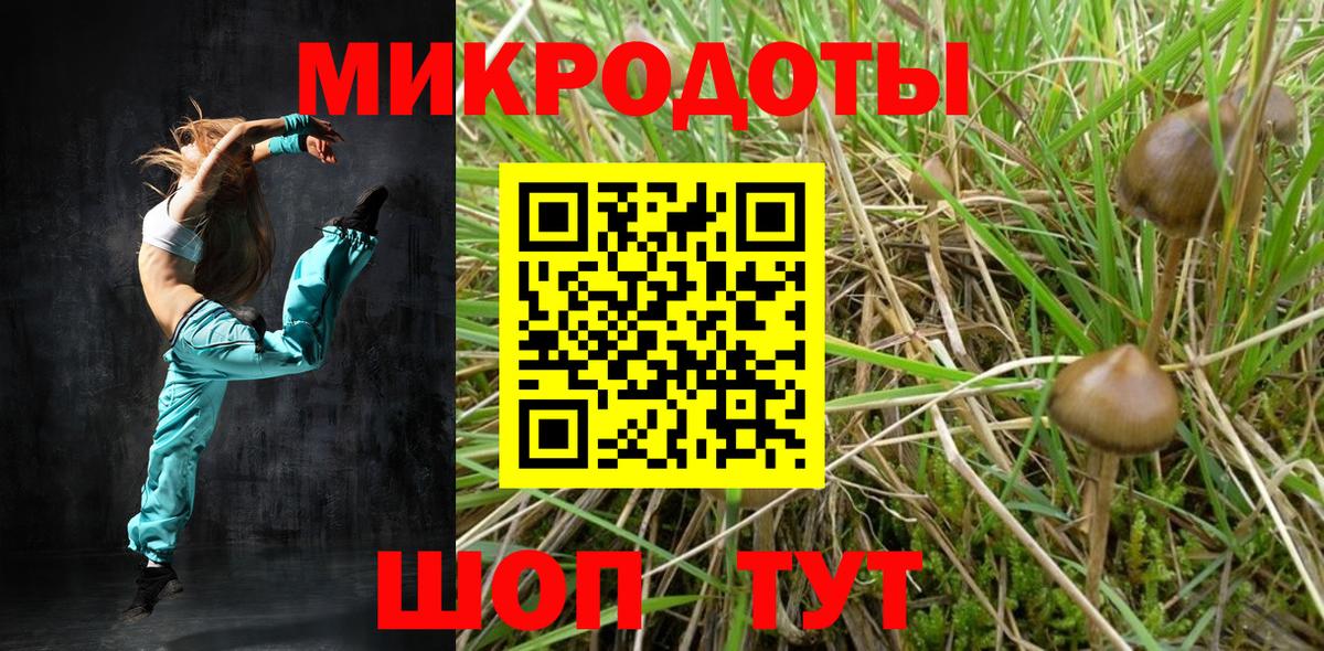 Галлюциногенные грибы Psilocybe  Черкесск 